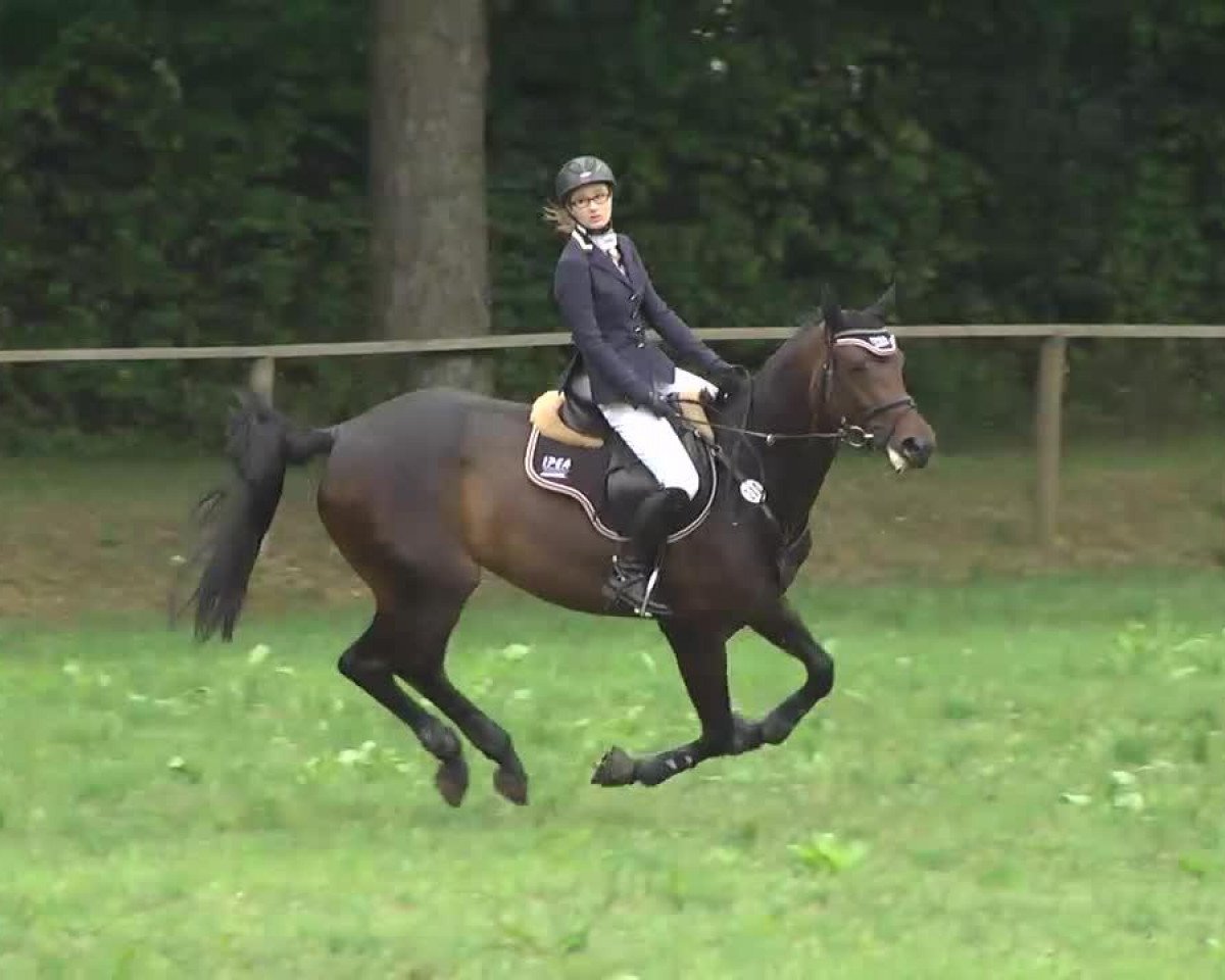 jumper Lets do it ESC (Oldenburg, 2006, from Limbus)