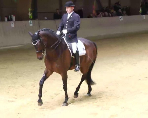 dressage horse Luigi di Bavarese (Bavarian, 2001, from Lanciano)