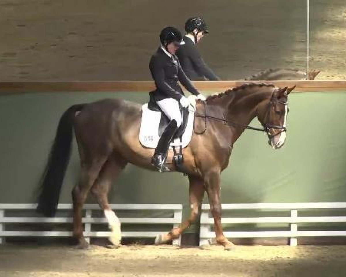dressage horse Delicious 9 (Hanoverian, 2007, from Diamond Hit)