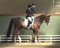 dressage horse Delicious 9 (Hannoveraner, 2007, from Diamond Hit)