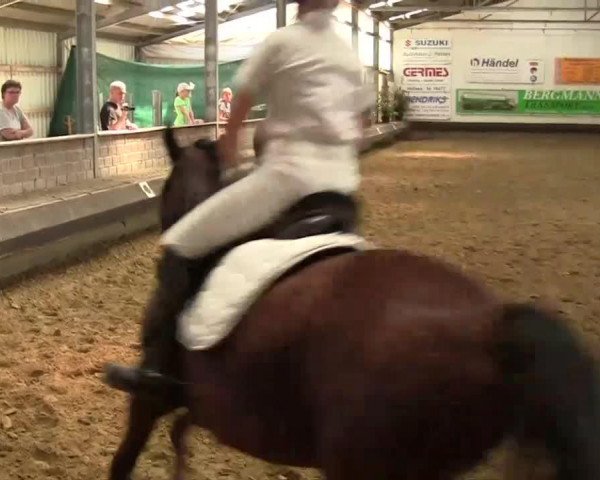 dressage horse Nandino 26 (German Riding Pony, 2004, from Nitendo)