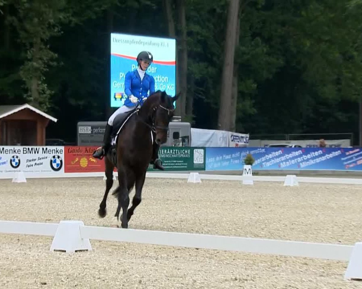 Dressurpferd Sonnenkavalier (Oldenburger, 2008, von Sir Donnerhall I)