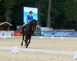 dressage horse Sonnenkavalier (Oldenburg, 2008, from Sir Donnerhall I)