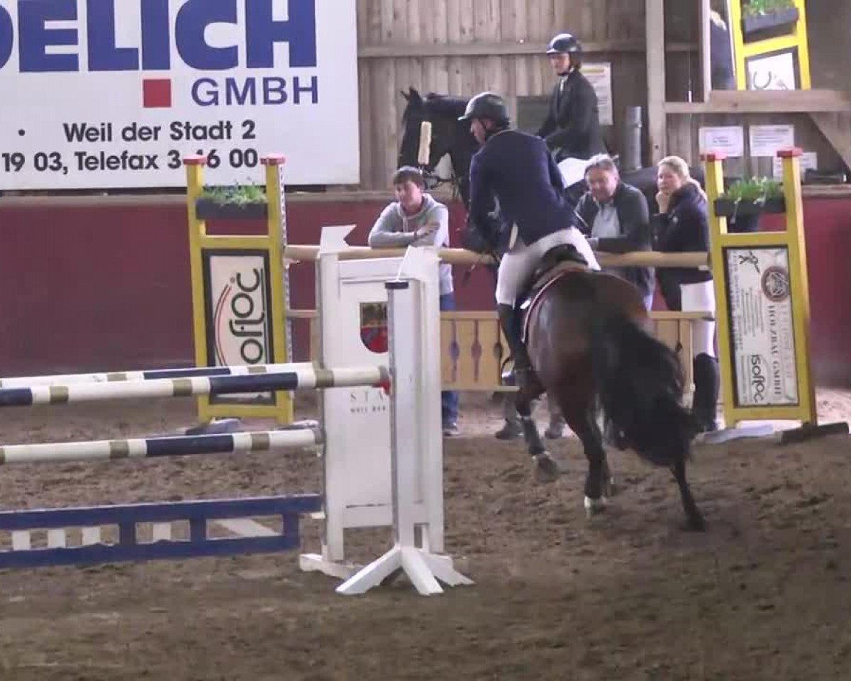 jumper Clea Zhang (Zweibrücken, 2007, from Cerdic)