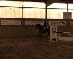 jumper Verner (Hanoverian, 2007, from Vulkan)