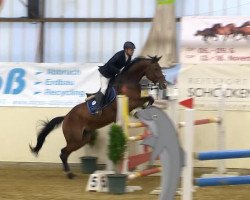 jumper Quadriga 25 (Oldenburg show jumper, 2007, from Quadrigus M)