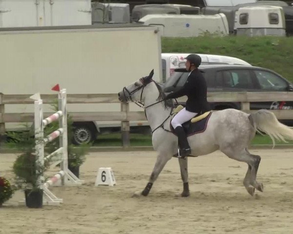 jumper Venray 3 (KWPN (Royal Dutch Sporthorse), 2006, from Carolus II)