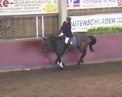 jumper Lalic 3 (Oldenburg show jumper, 2006, from Long Beach)