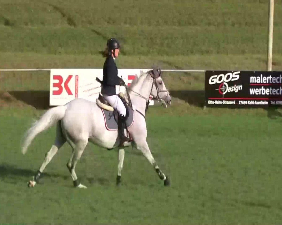 broodmare Quinoa 3 (Belgian Warmblood, 2002, from Quinar)