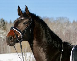 horse Finest’s Rosemarie (Hannoveraner, 2015, from Finest)