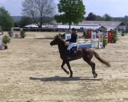 jumper Feroche (Westphalian, 2003, from Florestan I)