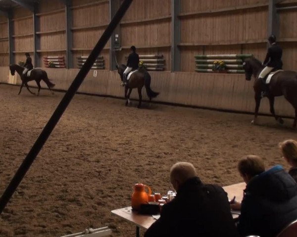 dressage horse Bernsteyn (Hanoverian, 2006, from Breitling W)