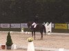 dressage horse Da Vinci Code (Hanoverian, 2004, from Don Vino)