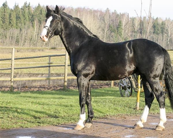 stallion Regress (Latvian Warmblood, 2000, from Reglaments)