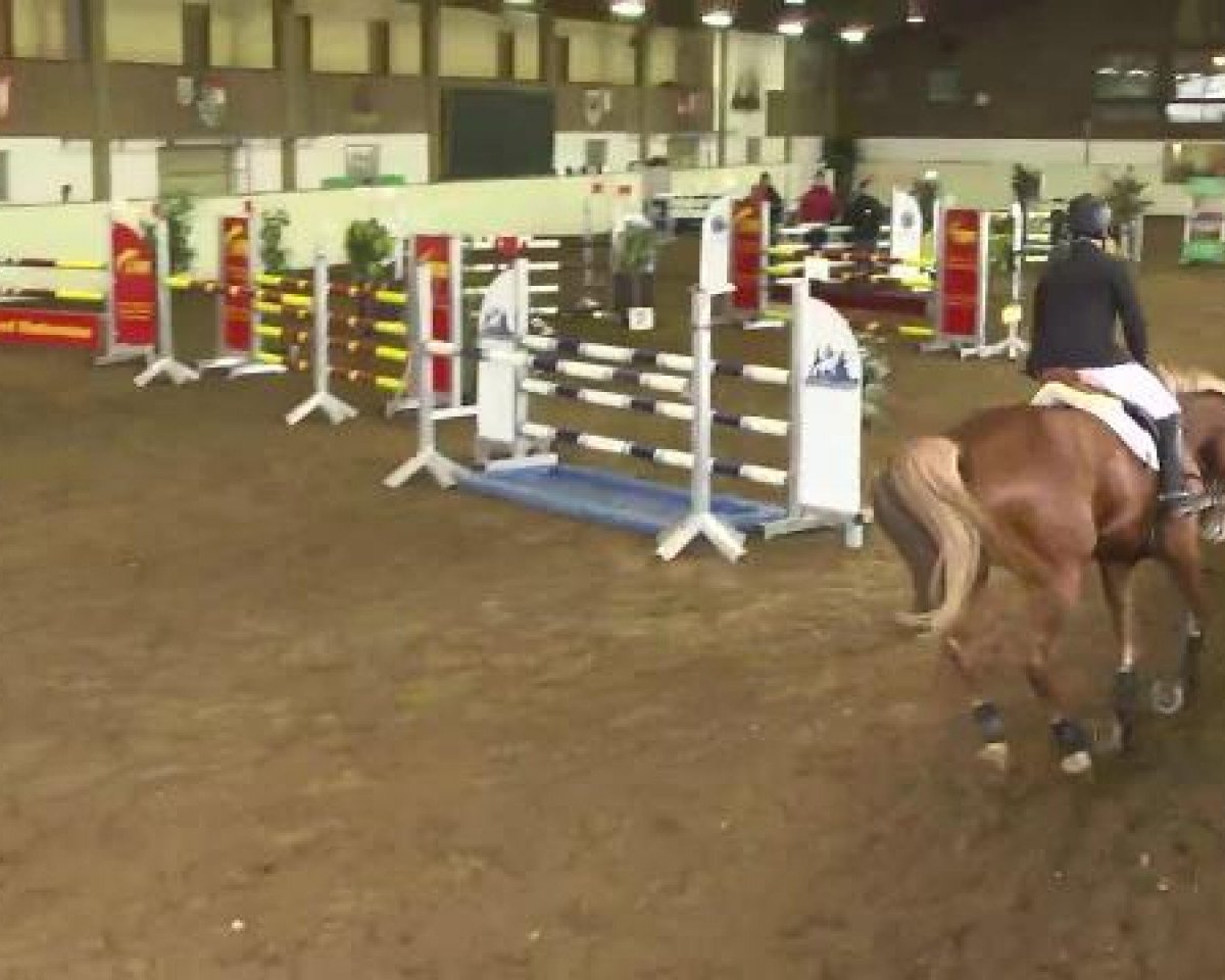 broodmare Flash for fantasy 2 (Bavarian, 2006, from Converter I)