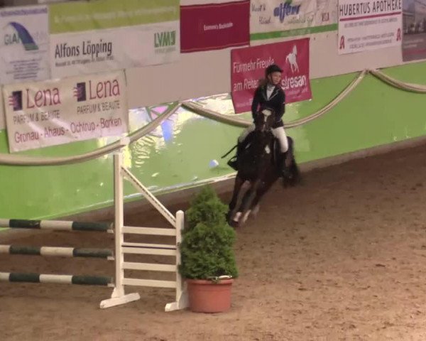 Springpferd Baily 37 (Deutsches Reitpony, 2007, von Blue Dancer)