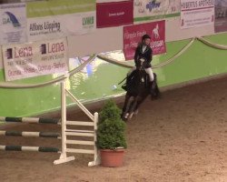 jumper Baily 37 (German Riding Pony, 2007, from Blue Dancer)