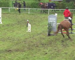 jumper Lawel (Czech Warmblood, 2003, from Palisco)