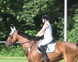 jumper Caruso 397 (Oldenburg show jumper, 2002, from Clerus)