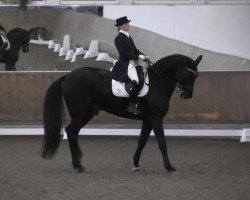 dressage horse Sun Bert (Mecklenburg, 2001, from Sandrit)