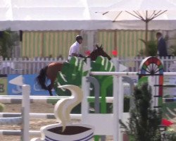 jumper Catinka 19 (KWPN (Royal Dutch Sporthorse), 2007, from Ovidius)