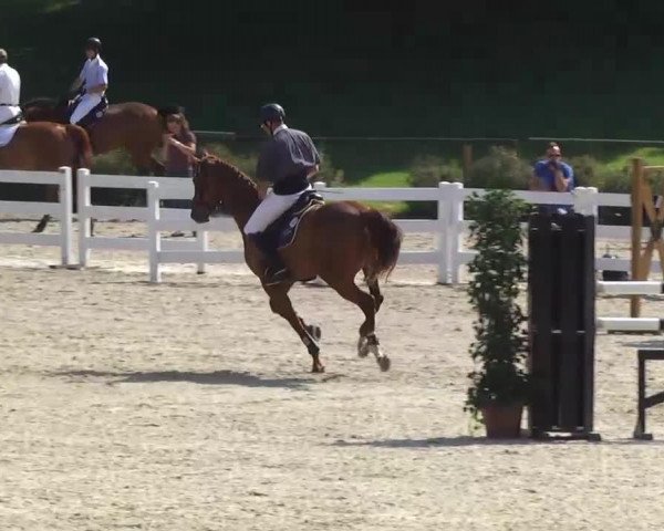 jumper Cevisto (German Sport Horse, 2007, from Celentano)