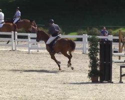 jumper Cevisto (German Sport Horse, 2007, from Celentano)