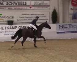 jumper Spitzbube 13 (Hanoverian, 2008, from Stakkato)