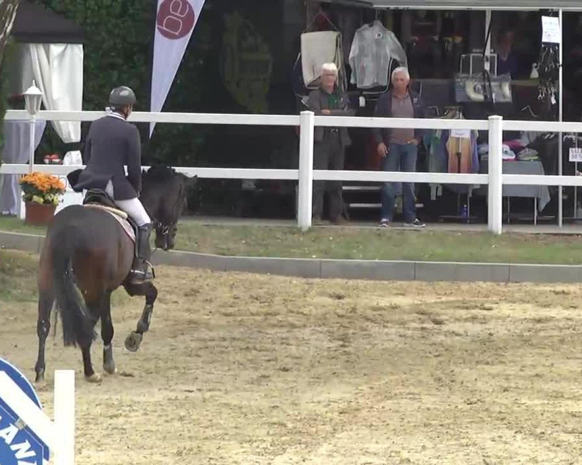 jumper Foo Fighter (Hanoverian, 2007, from For Edition)