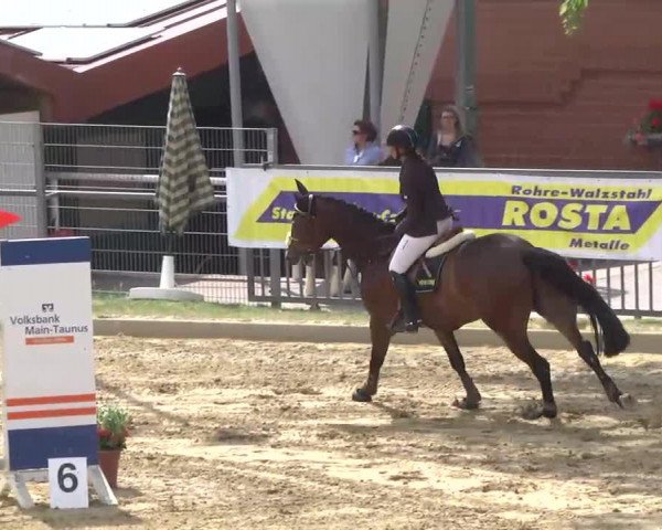 jumper For the Future 3 (Hanoverian, 2007, from For Edition)