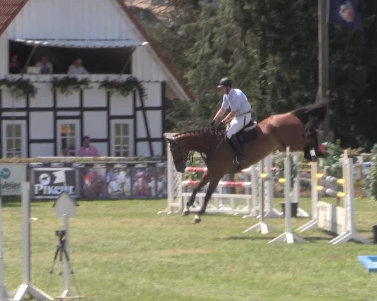 jumper Air Funky (Hanoverian, 2005, from Argentinus)