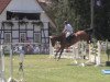 jumper Air Funky (Hanoverian, 2005, from Argentinus)