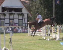 jumper Air Funky (Hanoverian, 2005, from Argentinus)