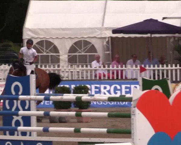 Springpferd Dominart (Belgisches Warmblut, 2003)