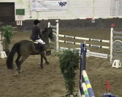 jumper Champ's Royal Flash (German Sport Horse, 1995, from Champ of Class)