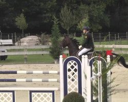 jumper Calino 51 (Hanoverian, 2006, from Calido I)