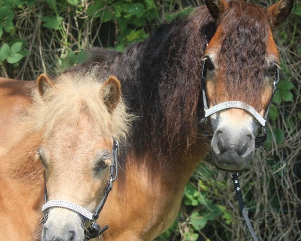 Zuchtstute Frederique van Florisland (Shetland Pony, 2012, von Rascal-h van de Wechterholt)