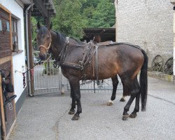 broodmare Pamera (Schlesier, 2007, from Ryzyk)