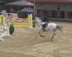 jumper Casino Royal 6 (Oldenburg show jumper, 2003, from Calato)