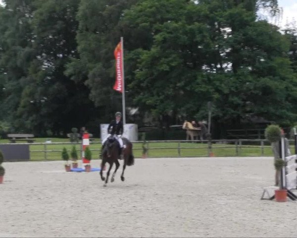 jumper Check In 9 (Hanoverian, 2008, from Concetto)