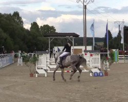 jumper Cavalino 21 (Hanoverian, 2007, from Calido I)