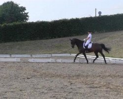 dressage horse Felippo Ramirez (Westphalian, 2007, from Flovino)