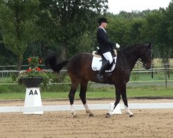 dressage horse Da Capo 154 (Hanoverian, 2002, from De Niro)