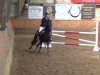 jumper Crack D (New Forest Pony, 2006, from Moorland's Crack)