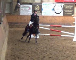 jumper Crack D (New Forest Pony, 2006, from Moorland's Crack)