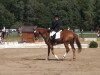 dressage horse Werder (Hanoverian, 2004, from Worldly I)