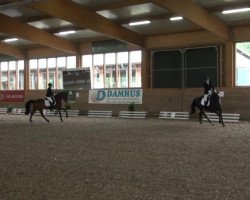 dressage horse Candlelight 24 (Westphalian, 2007, from Cayetano L)