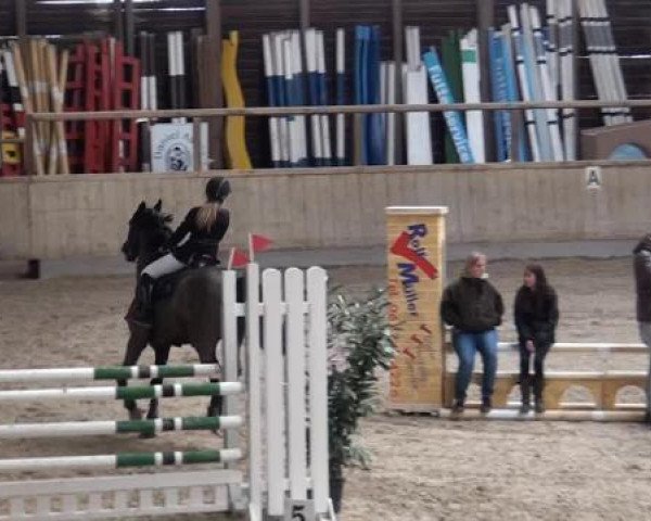 jumper Gitan 63 (Polish Warmblood, 2002)