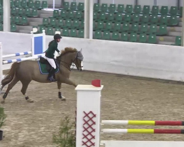 jumper Amber 69 (Belgian Warmblood, 2000, from Major de la Cour)