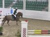 jumper Amber 69 (Belgian Warmblood, 2000, from Major de la Cour)